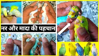 METHOD OF IDENTIFICATION OF MALE AND FEMALE IN BUDGIES  बजरी तोतों में नर मादा की पहचान का तरीका। [upl. by Elreath485]