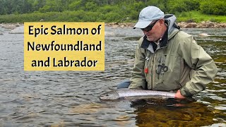 Epic Salmon of Newfoundland and Labrador [upl. by Sidnee]