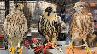 2024 Dangerous Hunting wild birds Season Start ❤️Shikra Falcon Shaheen Basha And All varieties birds [upl. by Gottlieb]