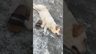 Harry ko kya hogya 🥲😢😭😭labrabor harry dog sadstatus shortsviral popular short doglover [upl. by Emmerie]