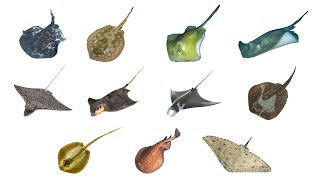 Types of Stingray  11 Stingray Species stingray searays [upl. by Catrina]