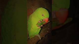 Mitthu 🤭😅shorts parrot cute birds parrot [upl. by Imat409]