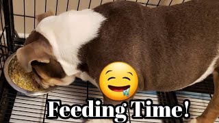 What To Feed Your English Bulldog To Keep It Strong And Healthy [upl. by Lougheed]