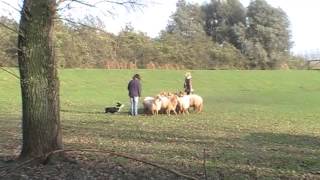 Herding sheep with Cardigan Welsh Corgi James [upl. by Richara949]