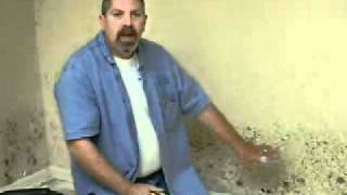 Mold Professional Licks Mold Off of Wall [upl. by Keenan416]