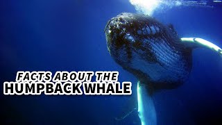 Humpback Whale Facts WHY are they called HUMPBACK 🐋 [upl. by Channa]