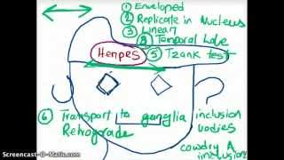 EASY WAYS TO REMEMBER DNA VIRUSES [upl. by Ymereg600]