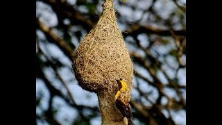 Weaver BIRD making home The king of nest building bird Wadu Kurulla [upl. by Neumann]