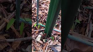 Growth Journey  Day 53  Spurred Butterfly Pea [upl. by Eirallih]