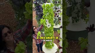 Cultivo hidroponico en casa 🍅🥬 cultivarencasa jardin plantas cultivohidroponico agriculture [upl. by Godfree]