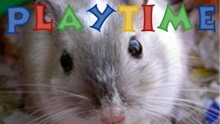 How Long You Should Play With Your Gerbils [upl. by Gabriell]