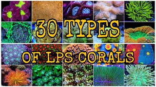 30 TYPES OF LPS CORALS [upl. by Elaina681]