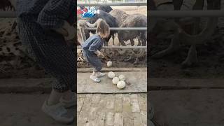 Don t make this mistake while picking ostrich eggs❌ [upl. by Ronal]