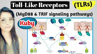 Tolllike Receptors kuby Part 2 MyD88 and Trif Dependent Signalling Pathway immunology hindi [upl. by Zales]