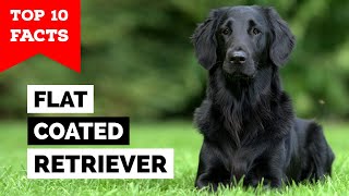 FlatCoated Retriever  Top 10 Facts [upl. by Ankney613]