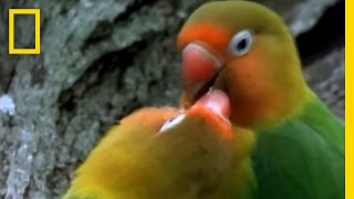 Birds of Paradise  Lovebirds  National Geographic [upl. by Giglio]