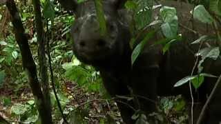 Saving the endangered species of Borneo Sumatran Rhinos [upl. by Arlette]