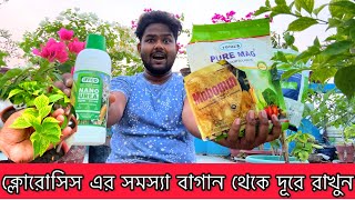 বাগানবিলাসের ক্লোরোসিস এর সমস্যা ও সমাধান  Chlorosis Problem and Solutions [upl. by Camden]