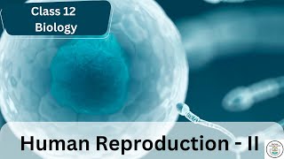 Human Reproduction  CBSE Biology Class12 Part 2  Edutales [upl. by Aihsemak]