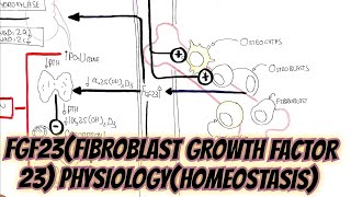 FGF23Fibroblast Growth Factor 23PhysiologyHomeostasisumerfarooqbiology7083 [upl. by Bibby]