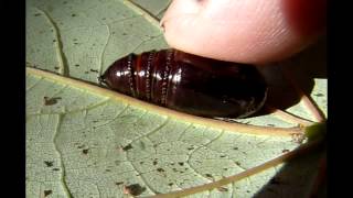 American dagger Moth pupa wiggling [upl. by Issy926]