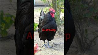 Top 10 Black chicken breeds with their most beautiful roosters farming chickens backyardchickens [upl. by Sherie254]