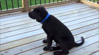 Ben  Black Labrador  4month old [upl. by Loeb]