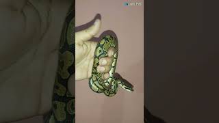 African Royal Ball Python shorts ballpython python [upl. by Oilalue966]