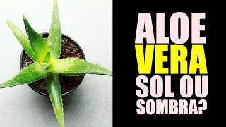 ALOE VERA GOSTA DE SOL OU SOMBRA [upl. by Ariec]