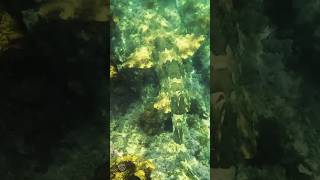 Wobbegong shark on the move bondi adventure camo ambush predator australianbeach gopro [upl. by Arnulfo]