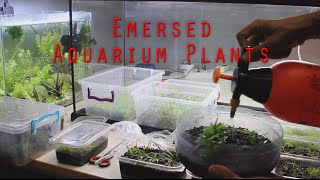 Emersed Aquarium Plants  Setup [upl. by Shutz]