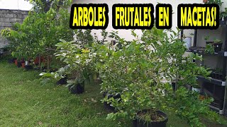 COMO PODER TENER ARBOLES FRUTALES EN MACETA [upl. by Massie]