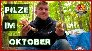 Krause Glucke Rotkappe Maronen im Oktober  Pilze aus dem Frankenwald [upl. by Eremaj]