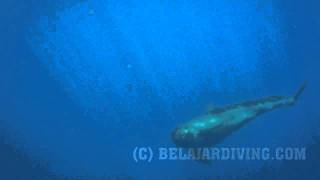 Pilot Whale Sighting at Manado Indonesia [upl. by Pacifica]