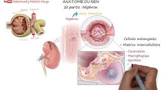 ANATOMIE DU REIN  2è partie  Néphron [upl. by Andre]
