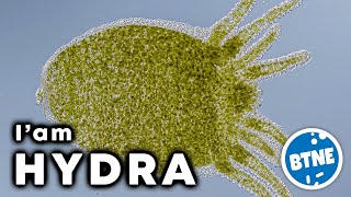 My Name Is HYDRA and I am a Perfect Hunter Meet This Immortal Creature Up Close Under Microscope [upl. by Korwin742]