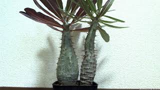 水を吸うパキポディウム・カクチペス  Timelapse video of Watering quotPachypodium rosulatum var cactipesquot [upl. by Giarg]