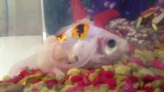 Goldfish unable to float workup with undisclosed air bladder disease [upl. by Raveaux531]