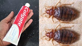 Proof How to Get Rid of Bed Bugs in 24 Hours GUARANTEED [upl. by Battat]