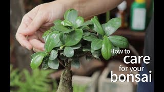 Ficus Bonsai Care and Pruning [upl. by Ruberta541]