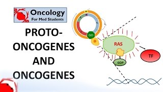 7 Protooncogenes and Oncogenes [upl. by Benjie]