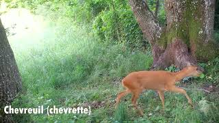 Animaux sauvages de nos forêts Partie 7 chevreuils martre renard blaireaux  Full HD [upl. by Roderic]