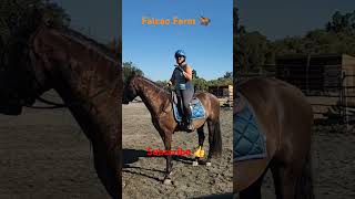 Horse with ulcers  saddle  horse health motivation animals equestrian shorts short farming [upl. by Ahsea219]