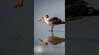 La faune et la flore en péril face aux vortex de déchets 😥 shorts [upl. by Monney165]