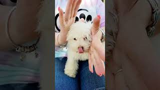 Havanese Puppy Training flowerchallenge🌼🌻🌸 [upl. by Tichonn325]