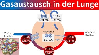 Gasaustausch in der Lunge  Äußere Atmung Biologie Oberstufe [upl. by Maffa]