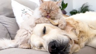 Kitten Wakes Up Golden Retriever Dog [upl. by Briggs442]