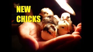 Eerste KUIKENS van het jaarFIRST CHICKS of the year 2018 [upl. by Thalia]