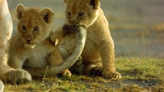 How This Lioness Copes with Being a Single Mom [upl. by Katrine]