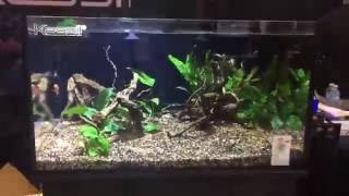 Kessil Freshwater Show Tank  a160we Tuna Sun LED light [upl. by Gnehp217]